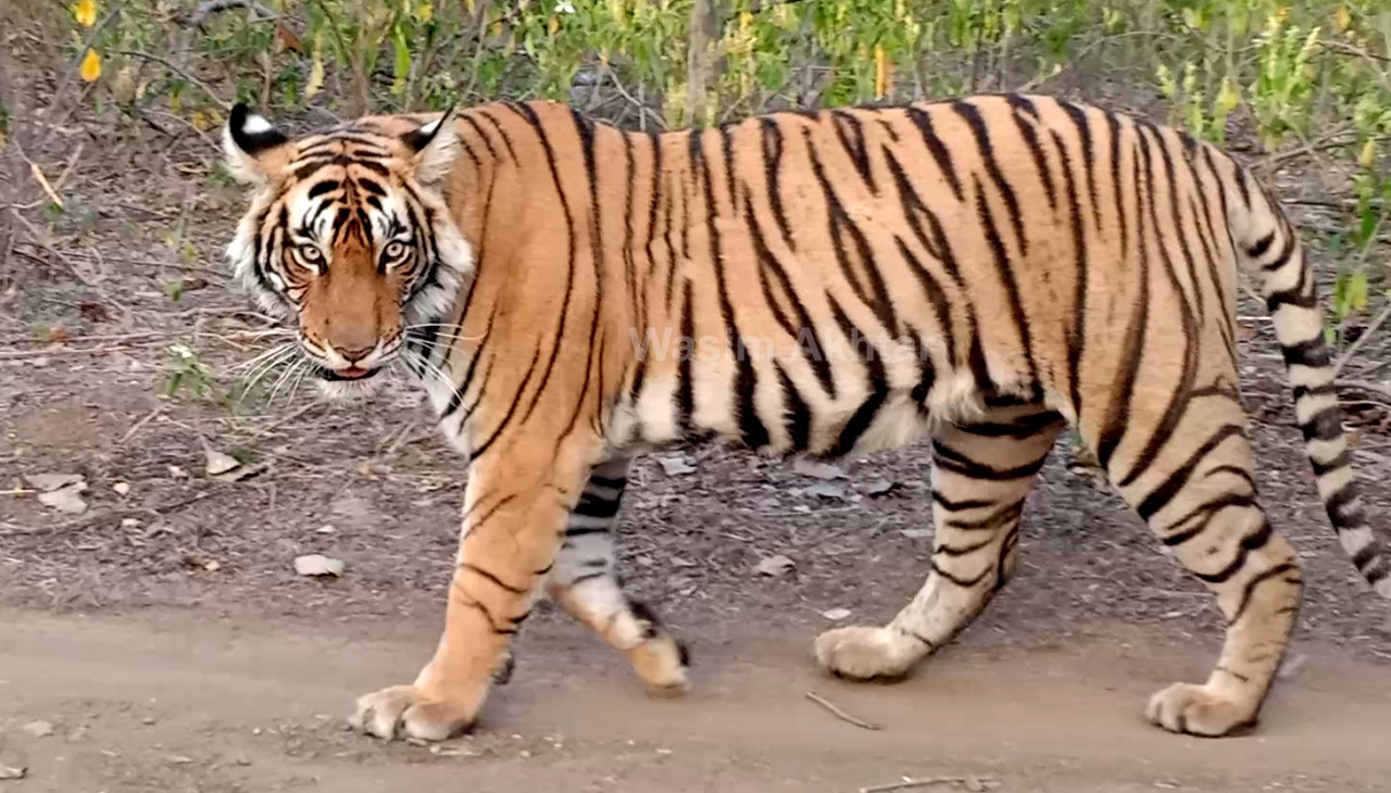 International-Tiger-Day