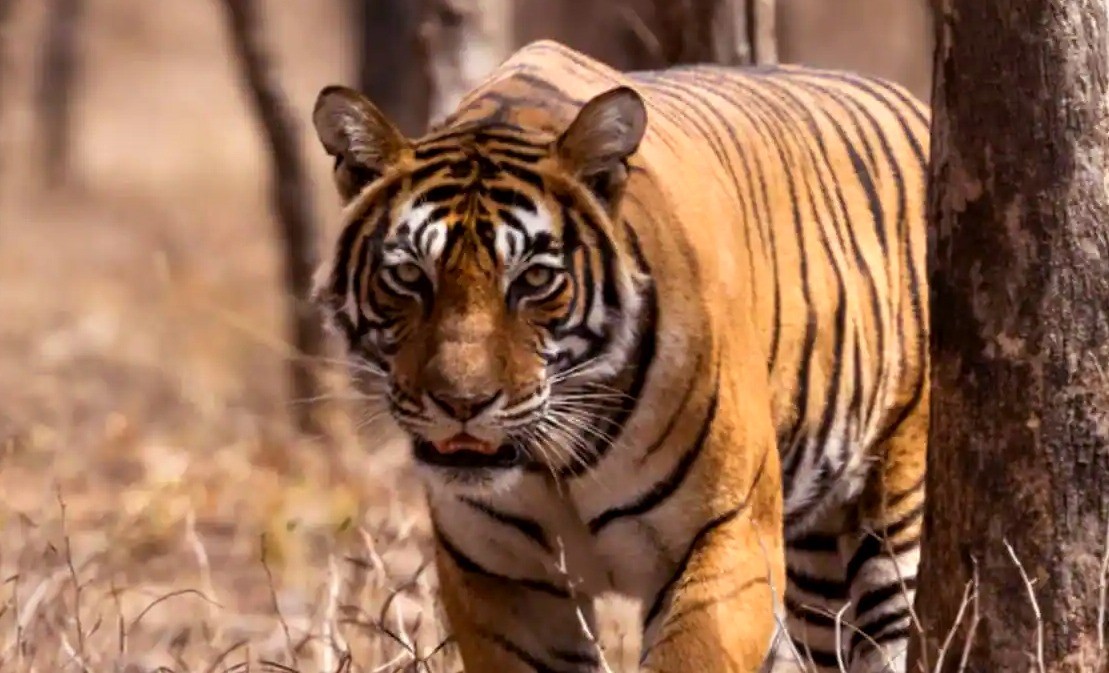 Big-Cat-Ranthambore