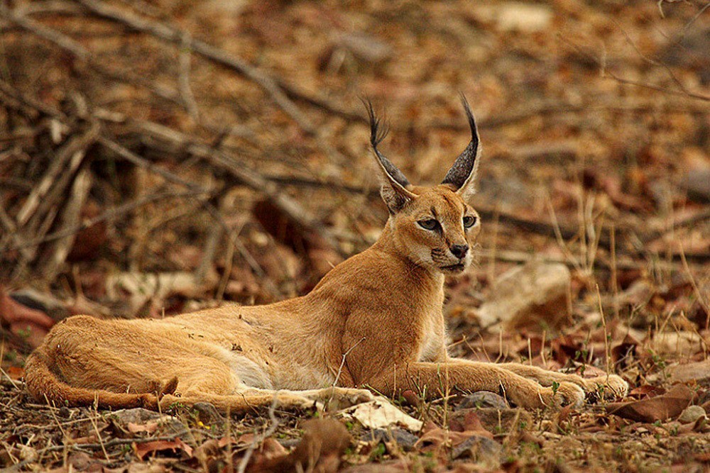 Caracal-Siyagosh