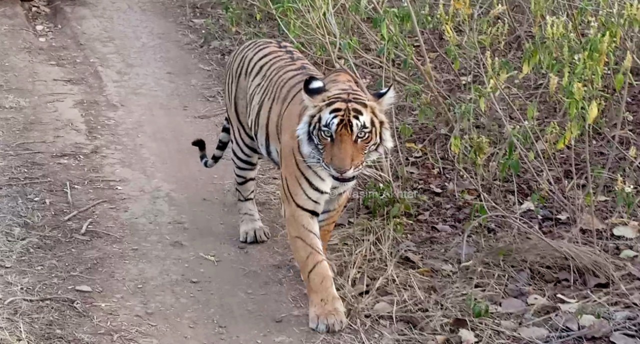 Ranthambore-Tiger