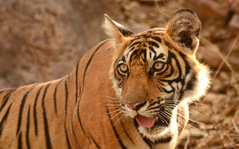 Tiger-sultan-T-72-Ranthambore