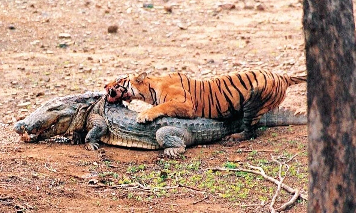 Tigress Machli Killed Crocodile in Ranthambore