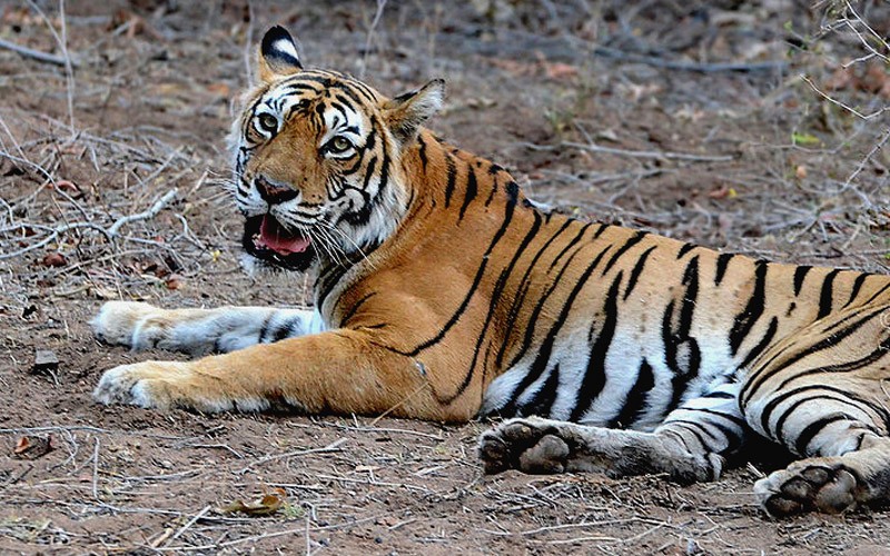 Tigress Machli - Ranthambhore National Park (1997-2016)