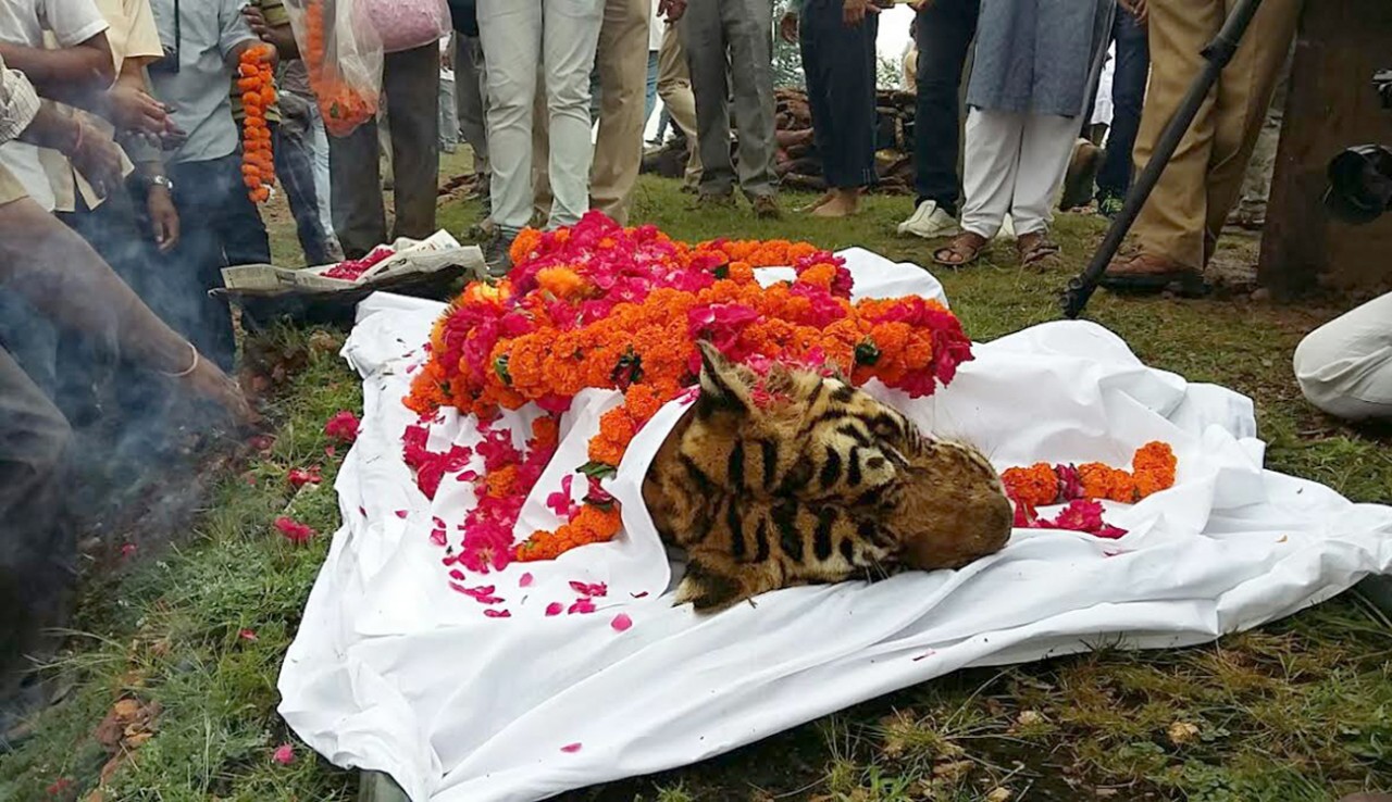 Tribute to Tigress Machli