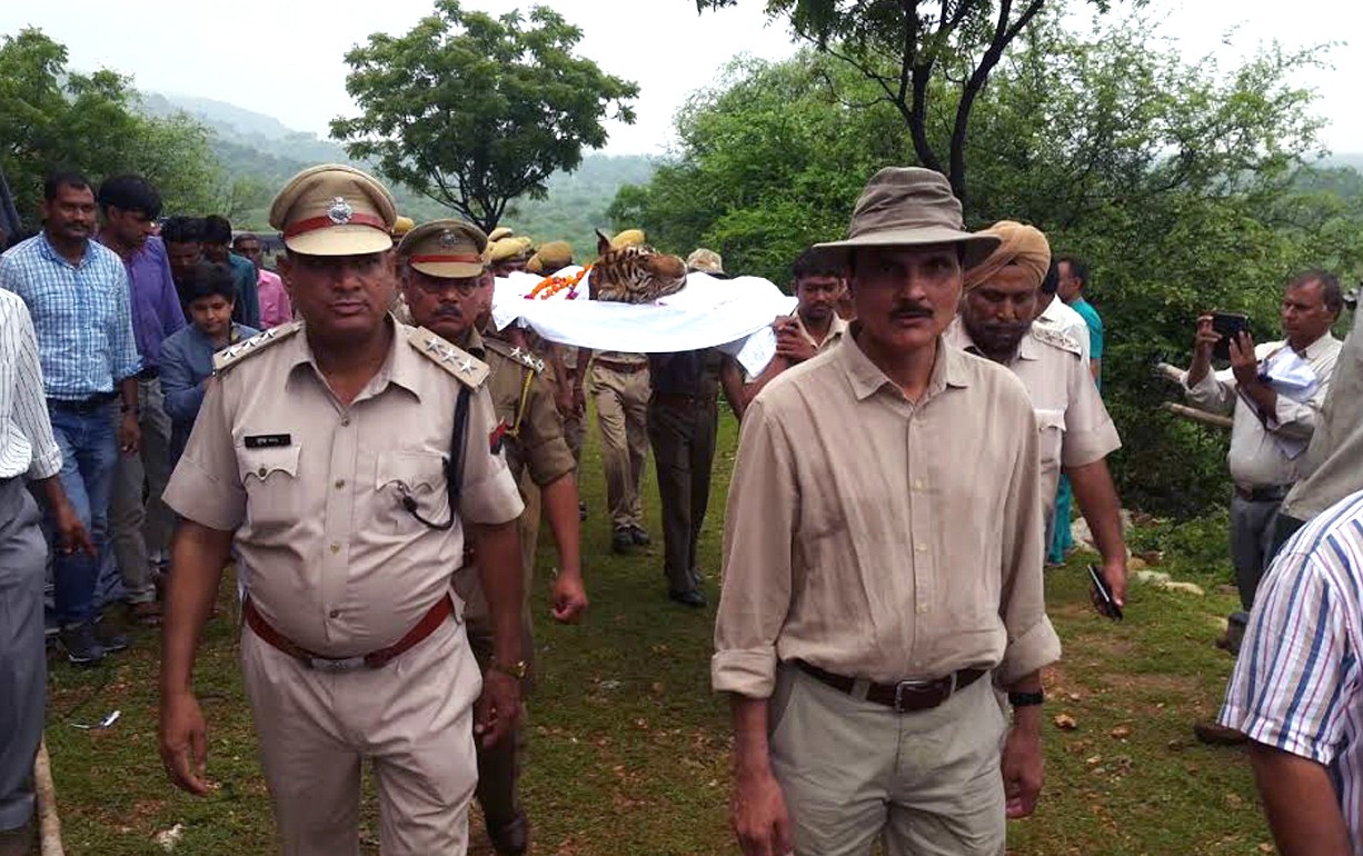 Funeral procession of tigress Machli