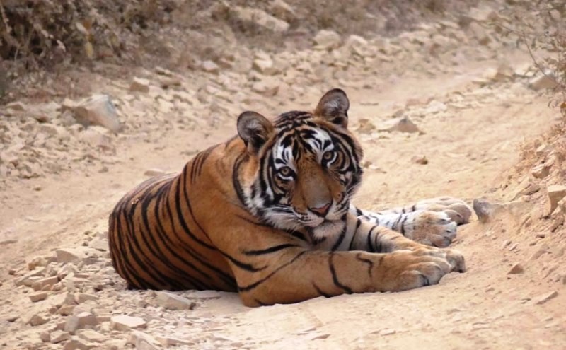 Tiger T 108 aka Jai in Ranthambore