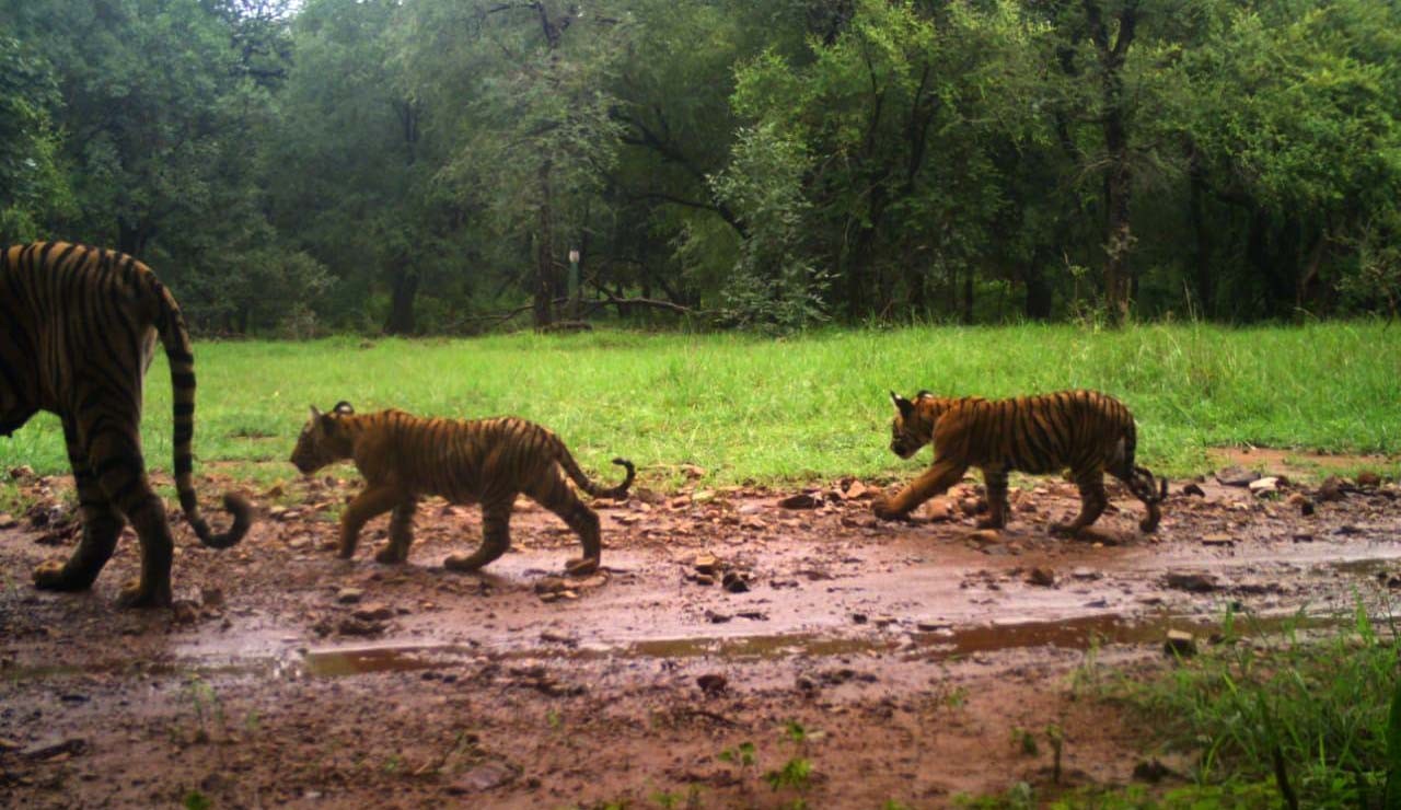 Tigress T 105 Noori with Cubs in Ranthambore