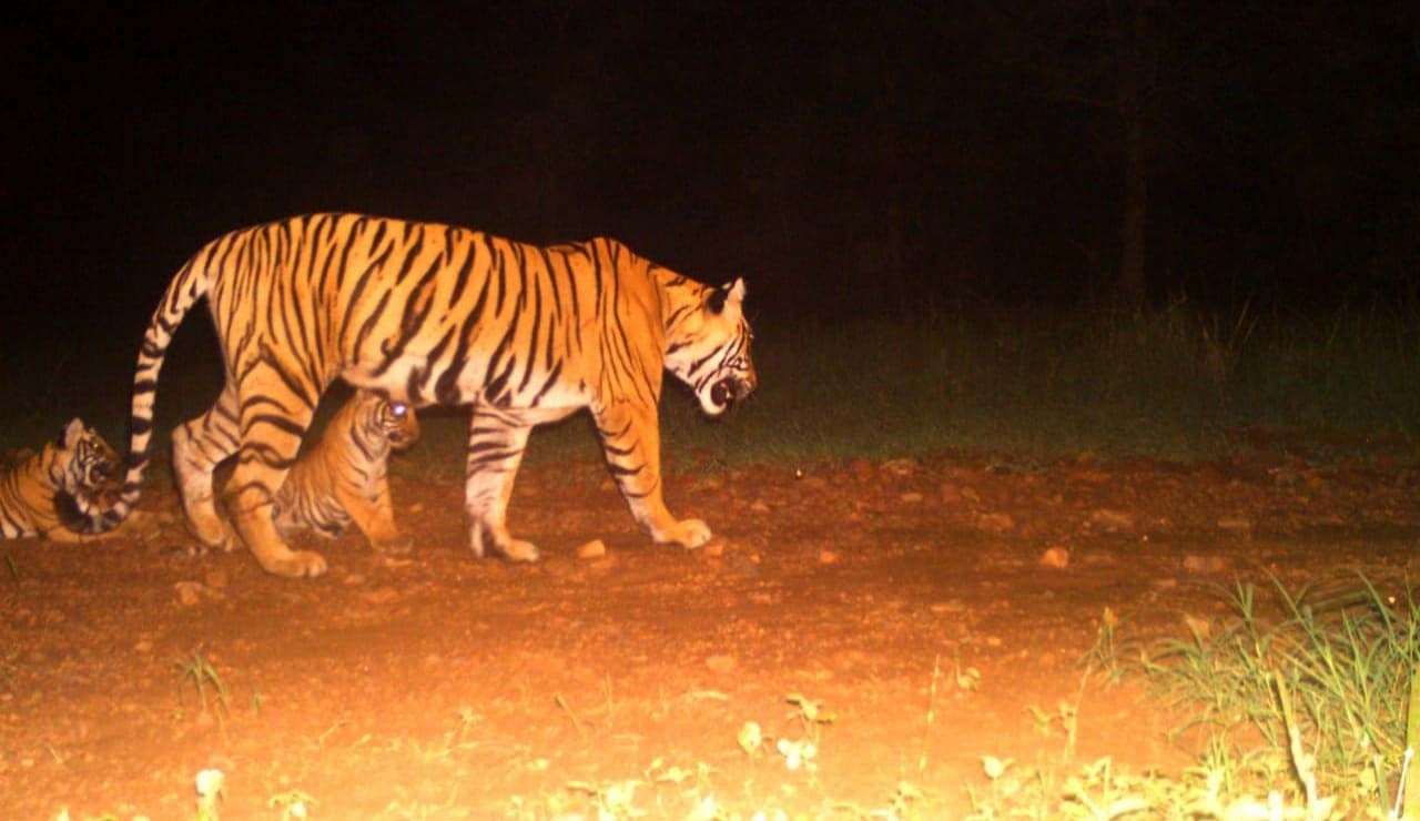 Tigress-Noori-t-105-with-cubs-in-Ranthambore--2
