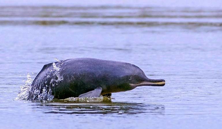 Dolphins in Chambal River Rajasthan