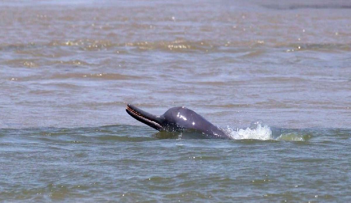 Ganges Dolphin in Chambal River