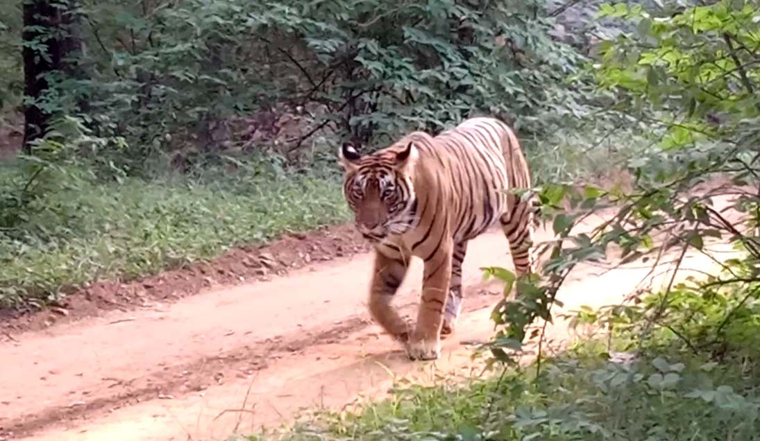 Sultana-T-107-Ranthambore