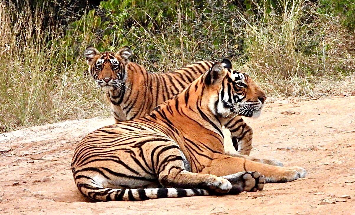 Tiger Safari in Ranthambore National Park