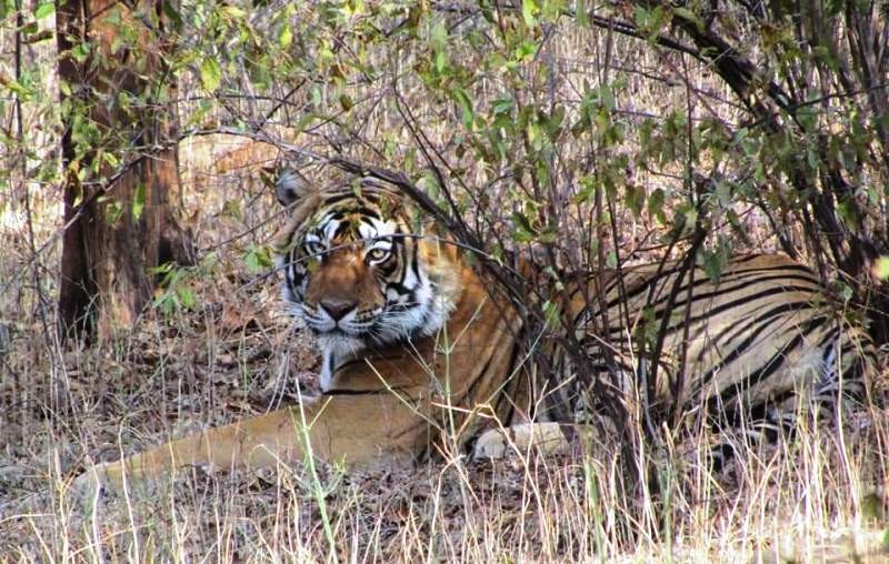 Tigers of Ranthambore 
