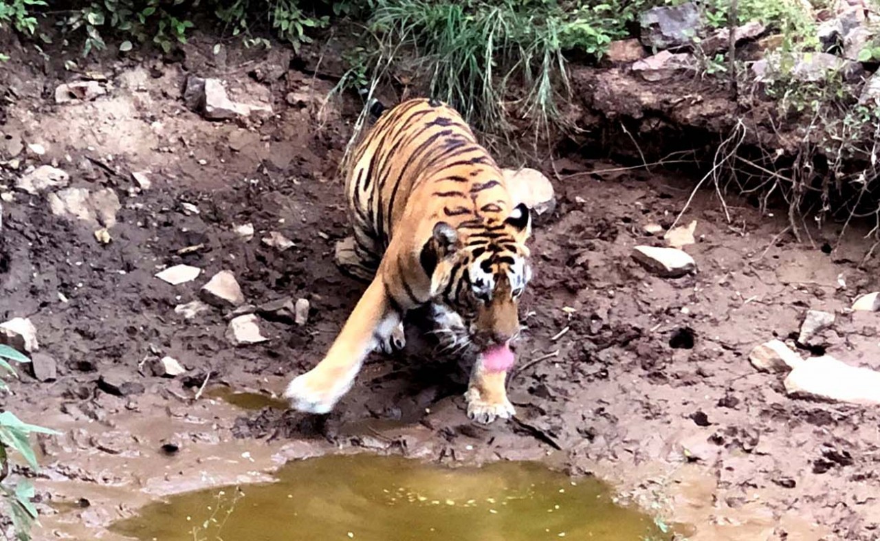 Tiger-T-123-Ranthambore