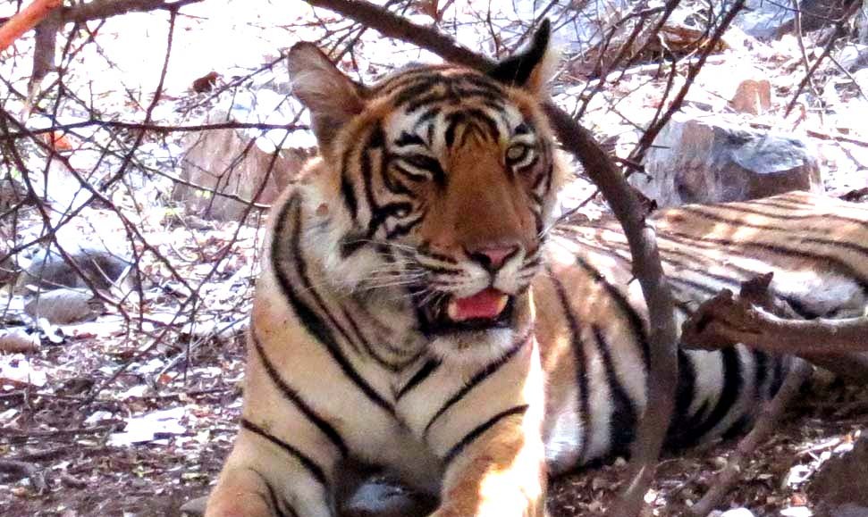 T-99-Ranthambore