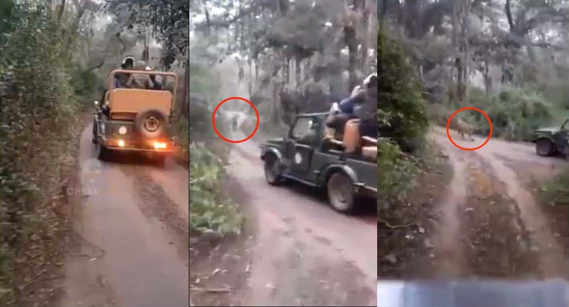 Tigress-Sultana-Chase-on-Jeep-in-Ranthambore