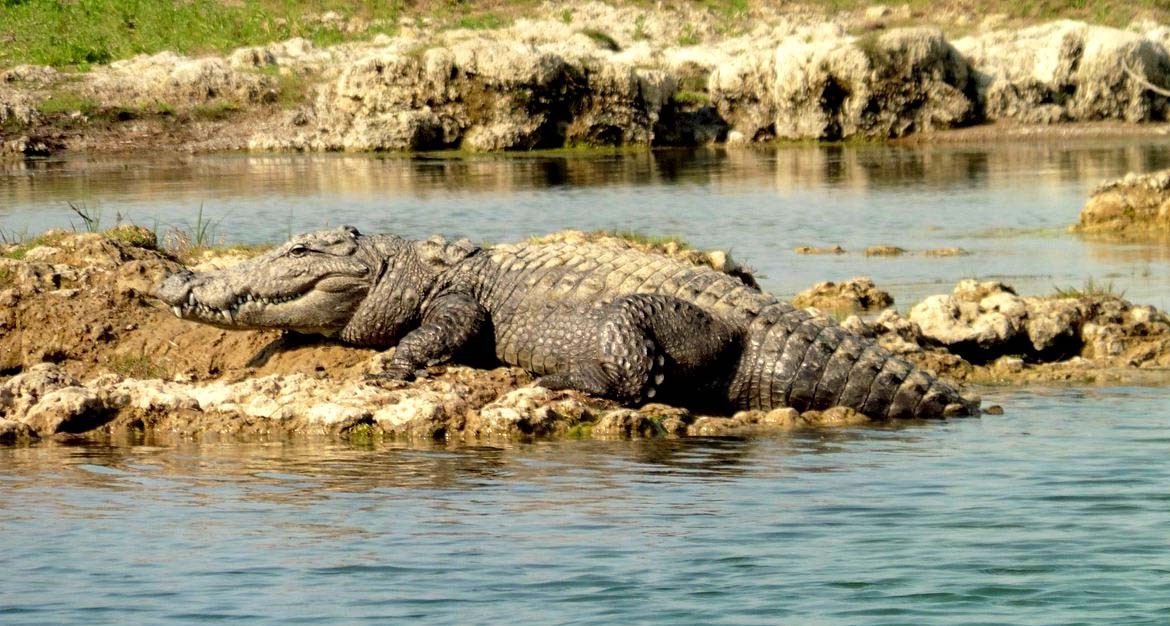 Crocodile in Chambal River Palighat