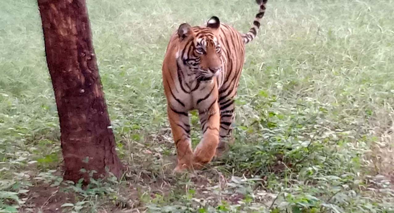 Sultana-T-107-Ranthambore-by-Wasim