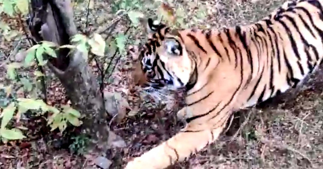 Tigress-Sultana-Attck-on-dog