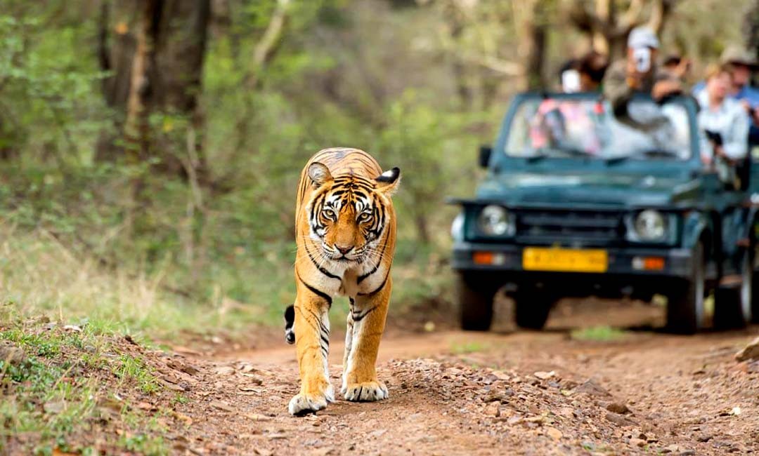 Ranthambore-Tiger-Safari