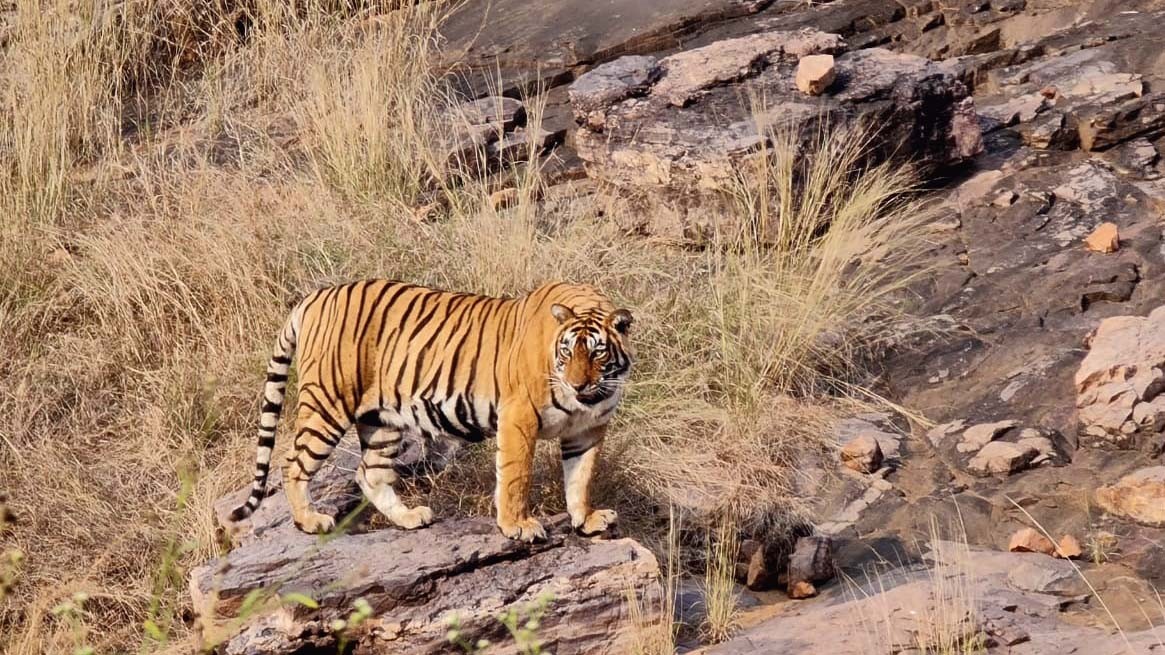 Ranthambore-National-Park-Best-Safari-Zon_20220208-063957_1