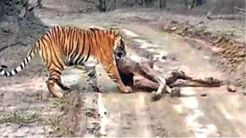 Tiger-Hunting-camel-in-Ranthambore