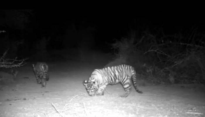 Tigress T-79 spotted with two cubs in Ranthambore
