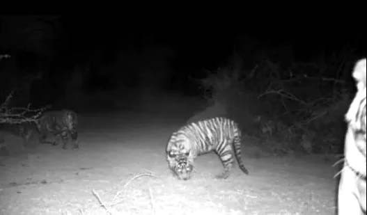 Tigress-T-79-with-cubs-Ranthambore