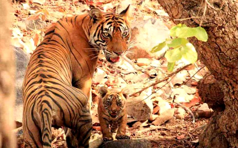 Tigress-Noor-T39-with-cubs
