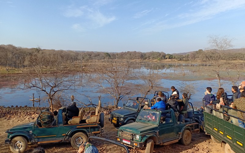 Ranthambore-Jungle-Safari-Rates