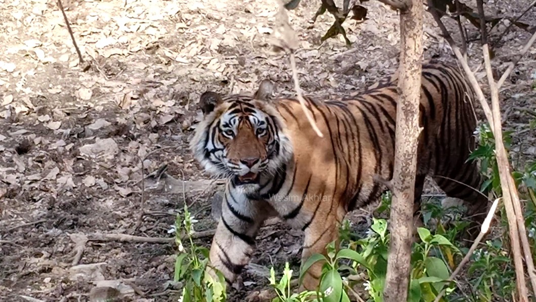 T-120-Ranthambore