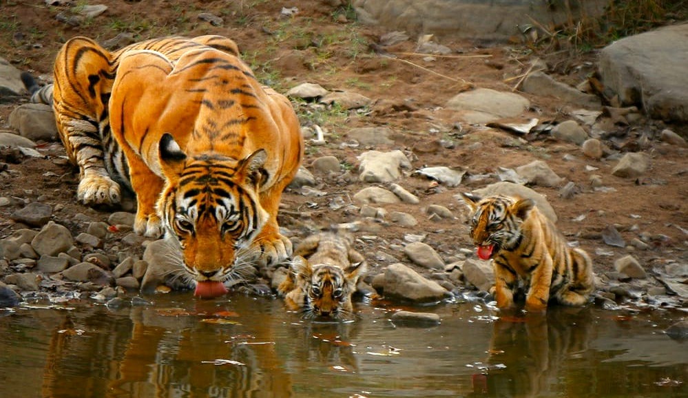 Tigress-Noor-T-39-with-her-2-cubs-Ranthambore