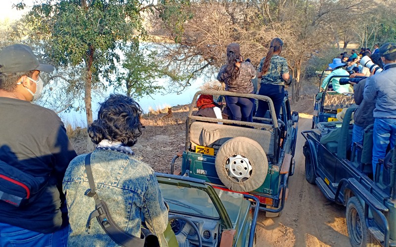 Ranthambore-Tiger-Safari