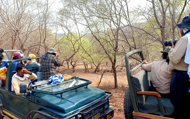 Ranthambore-Online-Safari-Booking