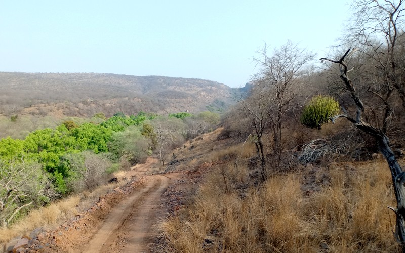 Ranthambore Safari Zone