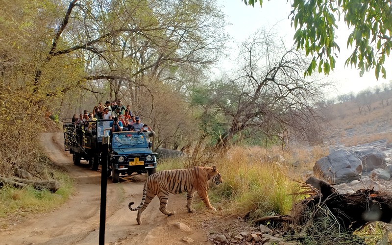 Ranthambore Tiger Safari