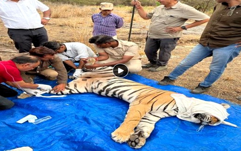 Tigress-Riddhi-T124-Treatmen_20220525-024706_1
