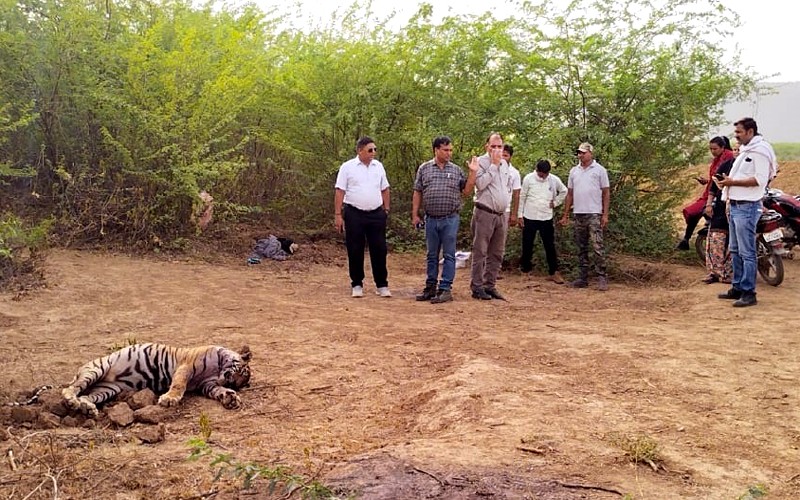 Tigress-T-69-female-cubs-dead-in-Ranthambore-National-Park