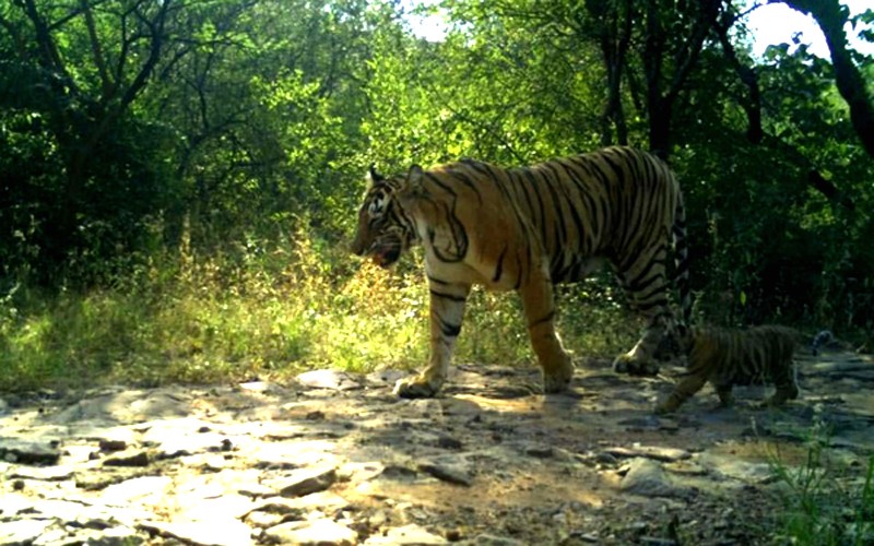 Tigress-With-Cubs-in-Ranthambore