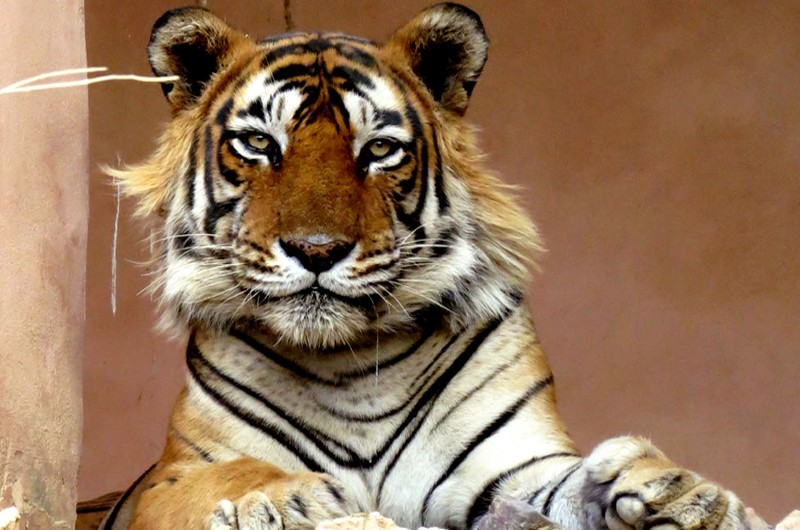 Tiger-T-34-Kumbha-Ranthambore