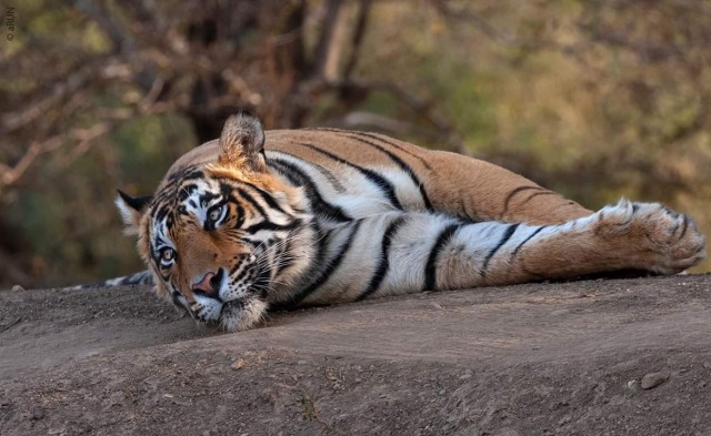 Injured Tiger T-109 Dies in Ranthambore National Park