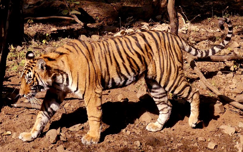 Tigress-Sultana-T-107-Ranthambore