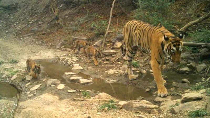 Tigress-T-93-with-3-cub in Ranthambore 