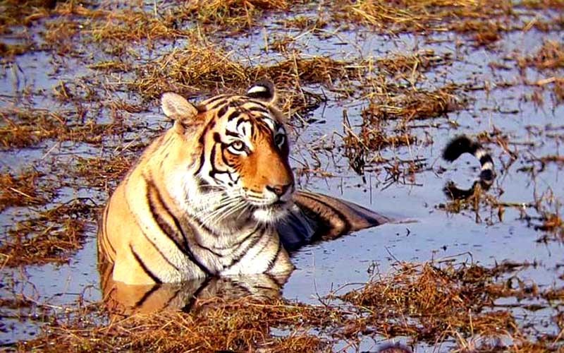 Ranthambore-Monsoon-Visit