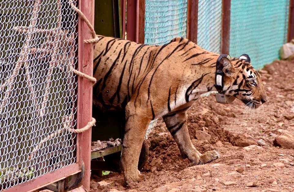 Tigress T 102 released in soft enclosure