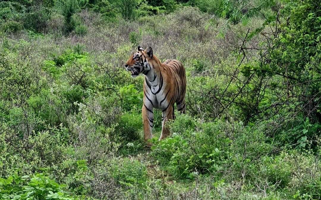 Tigress-T-102-in-Ramgarh-Vishdhari-Sanctuary-Bundi