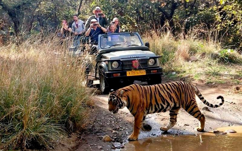 Ranthambore-Safari-Booking