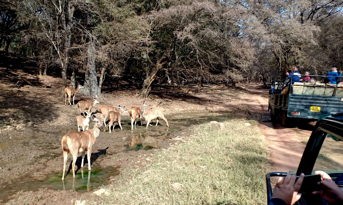 Ranthambore National Park Safari Tour