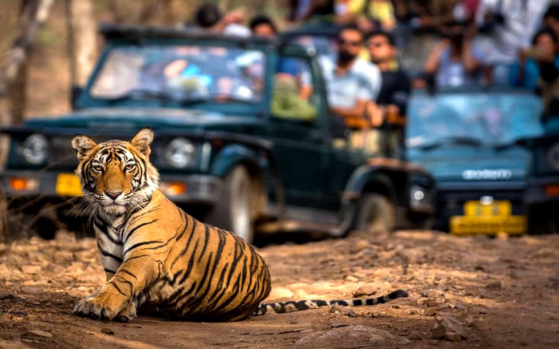 Ranthambore-National-Park-Safari