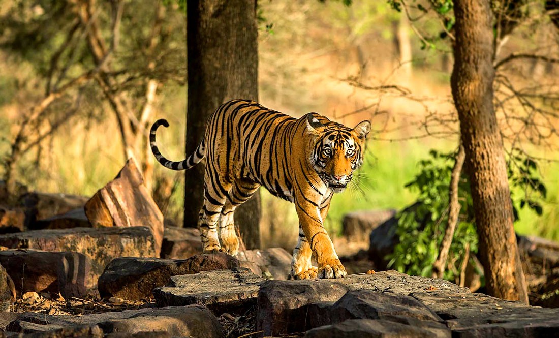Ranthambore National Park Safari